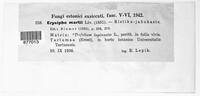 Erysiphe trifolii image